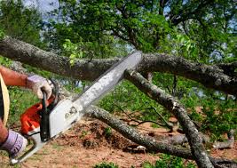 Best Tree Cabling and Bracing  in Canastota, NY