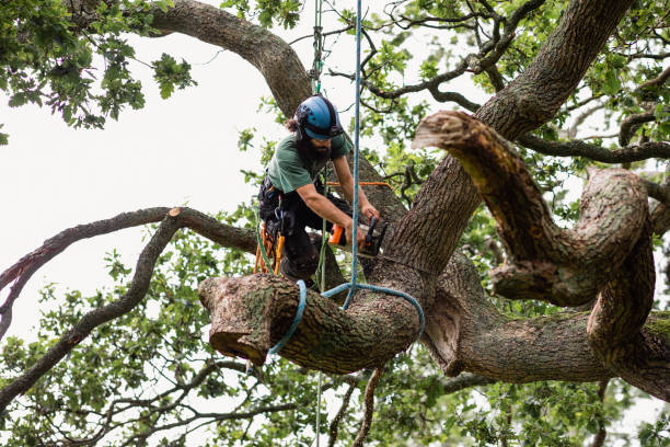  Canastota, NY Tree Removal Services Pros