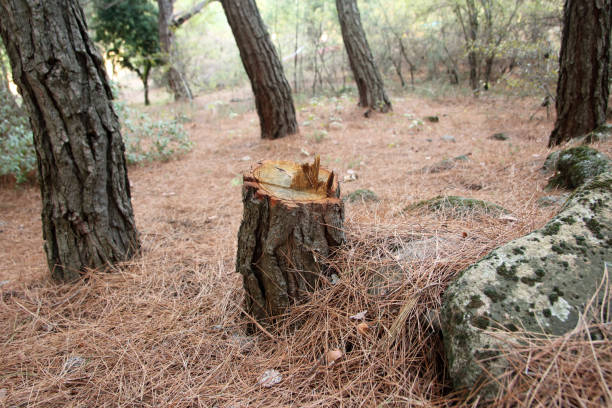 How Our Tree Care Process Works  in  Canastota, NY