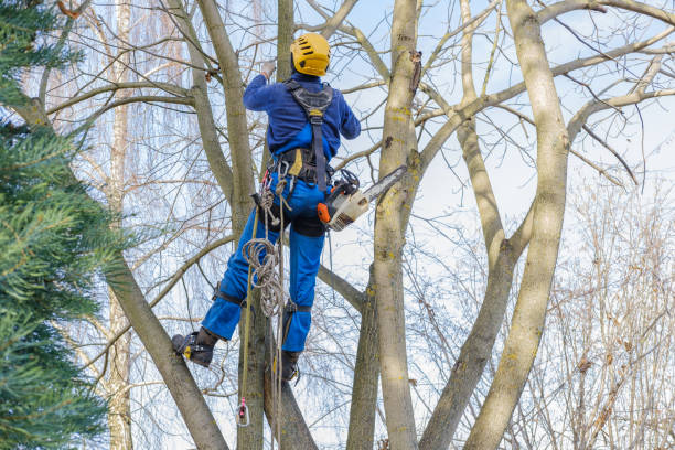 Best Root Management and Removal  in Canastota, NY