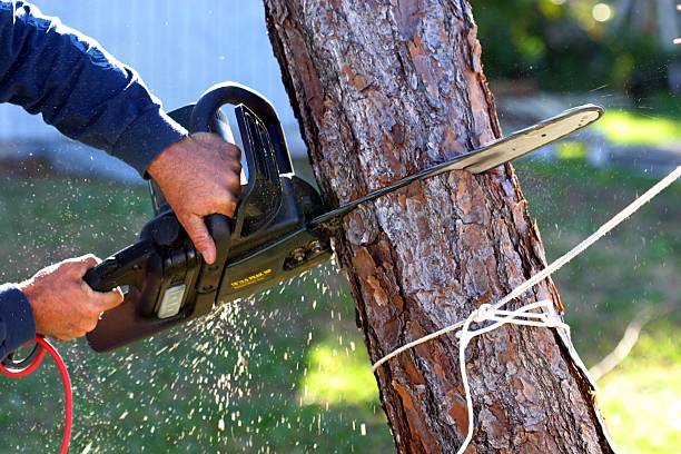 Best Tree Disease Treatment  in Canastota, NY