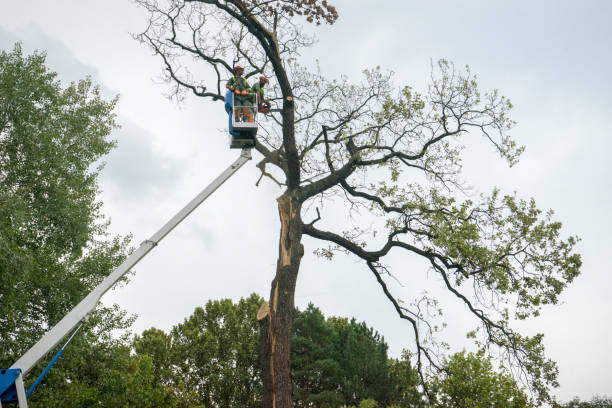 Best Emergency Tree Removal  in Canastota, NY