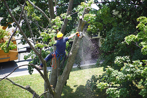 Best Utility Line Clearance  in Canastota, NY