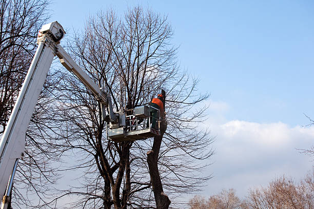 Reliable Canastota, NY Tree Removal Services Solutions